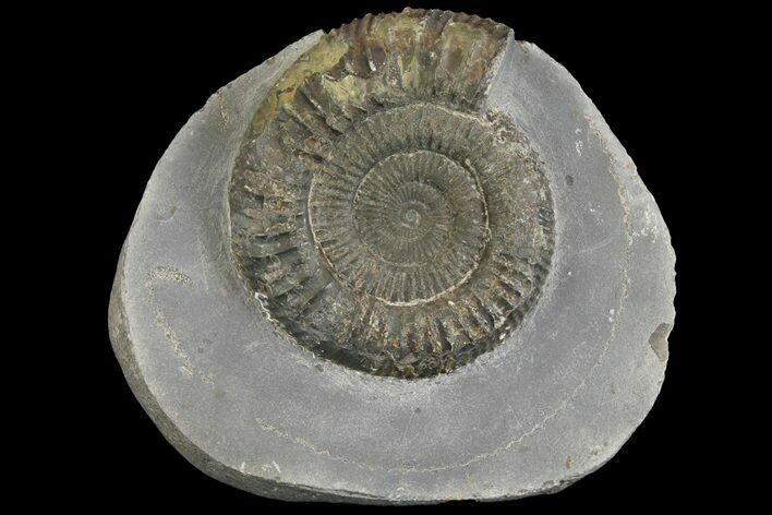 Ammonite (Dactylioceras) Fossil - England #149807